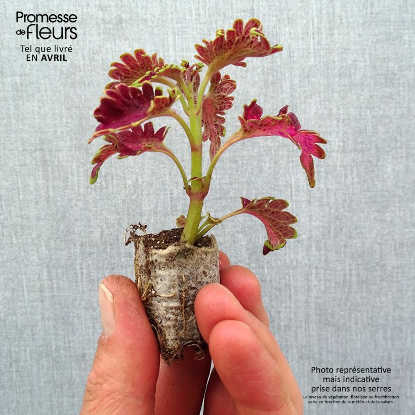 Coleus Copinto Planter's Punch Mini-motte 3 cm Ejemplar entregado en la primavera