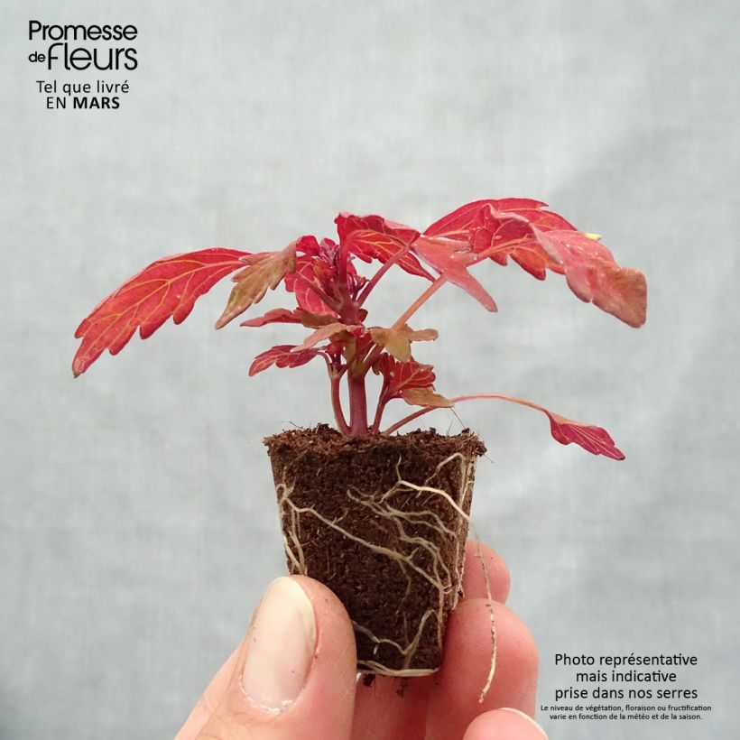 Coleus FlameThrower Habanero  Mini-motte 3,5 cm Ejemplar entregado en la primavera