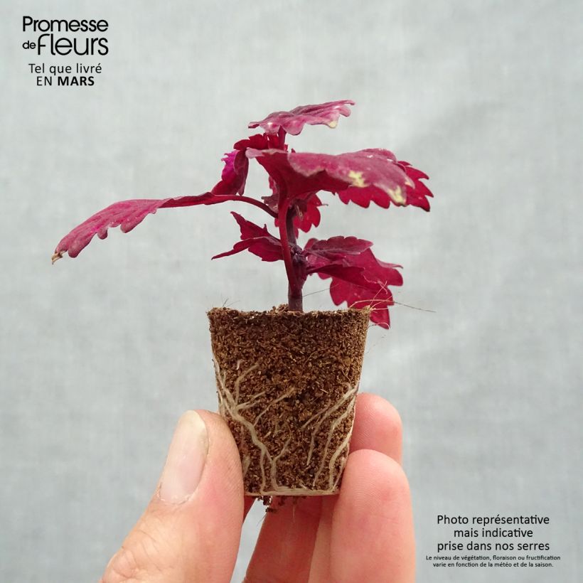 Coleus FlameThrower Salsa Roja Mini-motte 3,5 cm Ejemplar entregado en la primavera