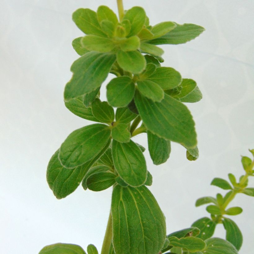 Planta del dinero - Plectranthus caninus (Follaje)