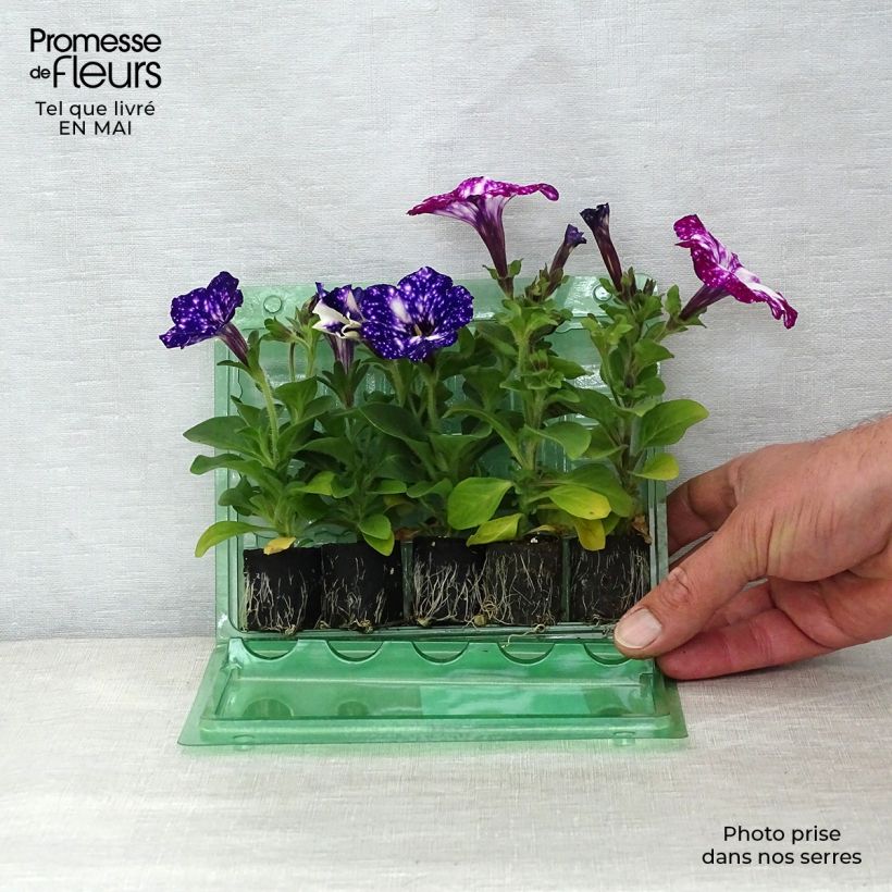 Colección Duo de petunias Noche Estrellada y Cuello Real Ejemplar entregado en la primavera