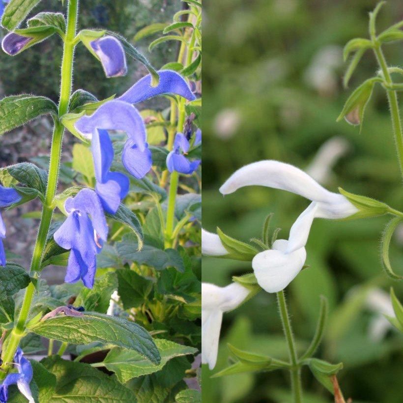 Colección de Salvia x exóticas blanco/azul (Floración)