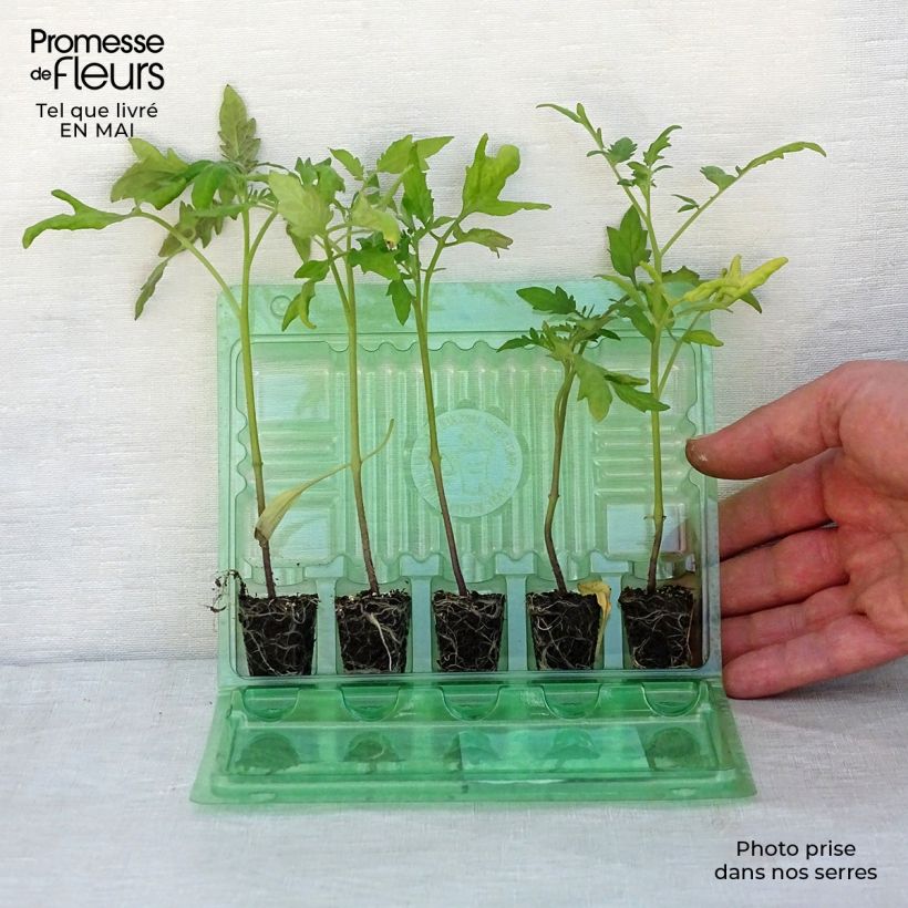 Conjunto de 5 tomates imprescindibles en plantas Ejemplar entregado en la primavera