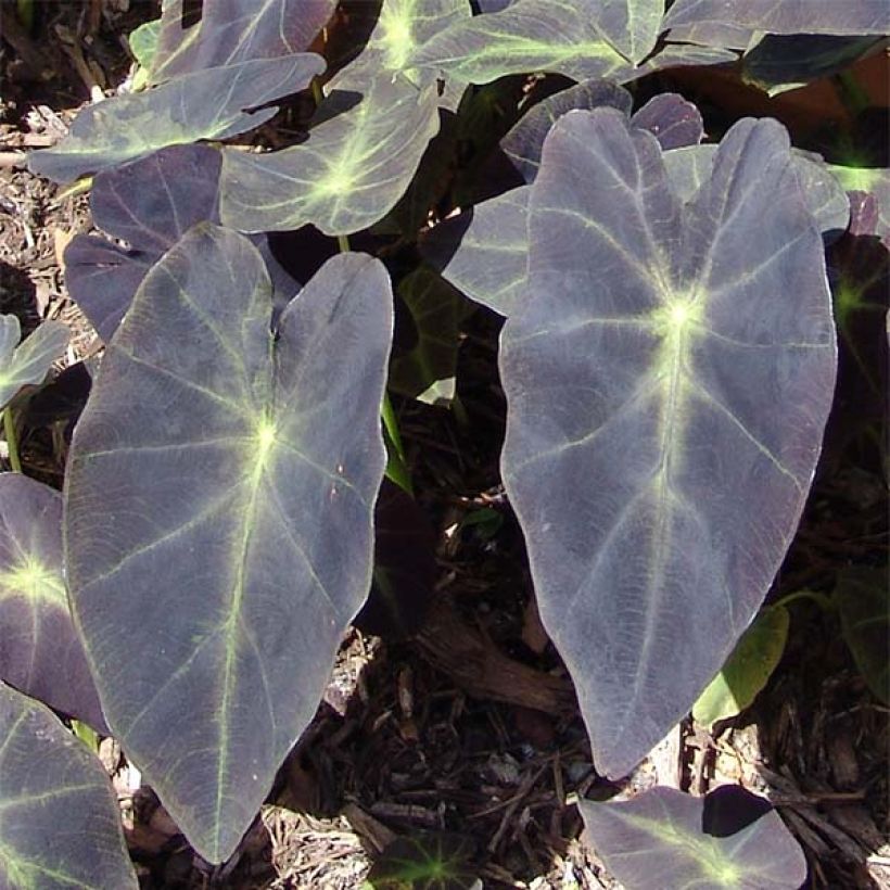 Colocasia Black magic (Follaje)