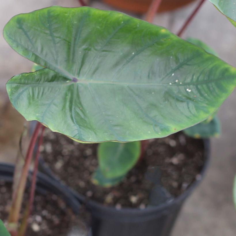 Colocasia Hawaiian Punch (Follaje)