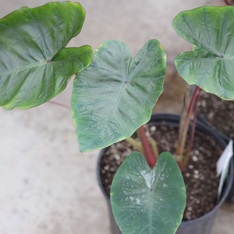 Colocasia Hawaiian Punch (Porte)