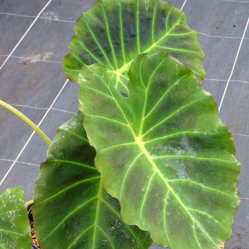 Colocasia Imperial Gigante (Follaje)