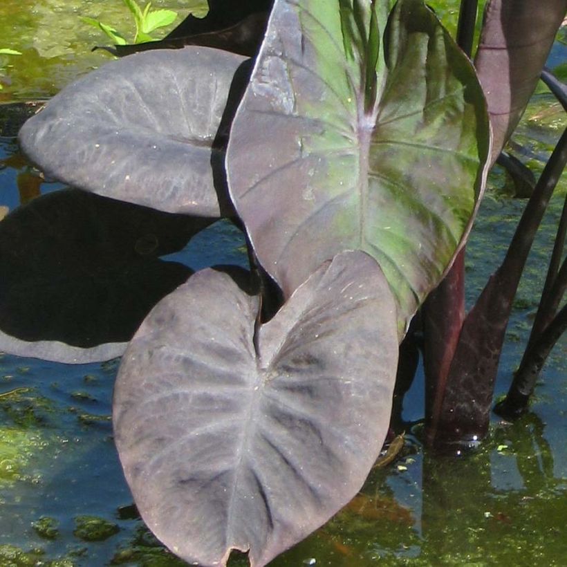 Colocasia Kona Coffee (Follaje)