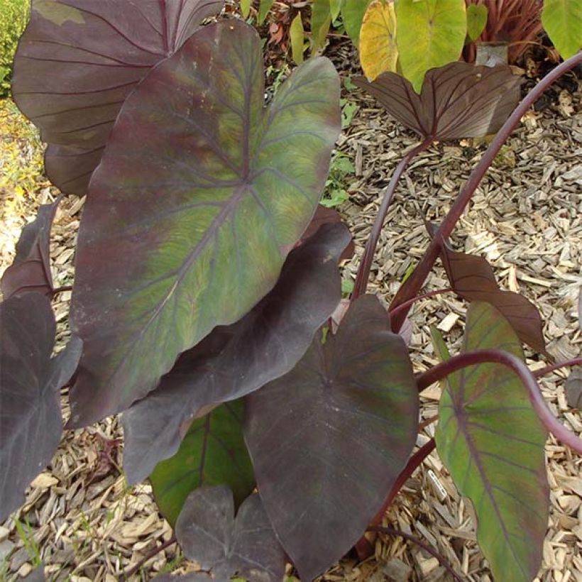 Colocasia Madeira (Follaje)