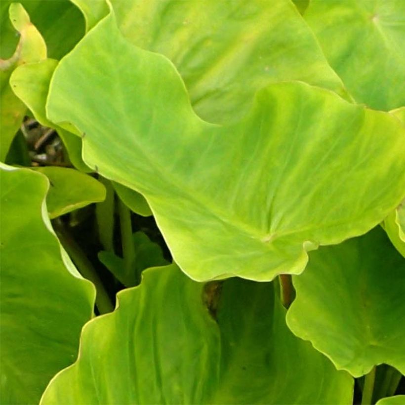 Colocasia Maui Gold (Follaje)