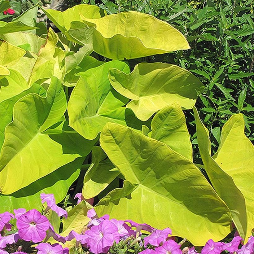 Colocasia Maui Gold (Porte)