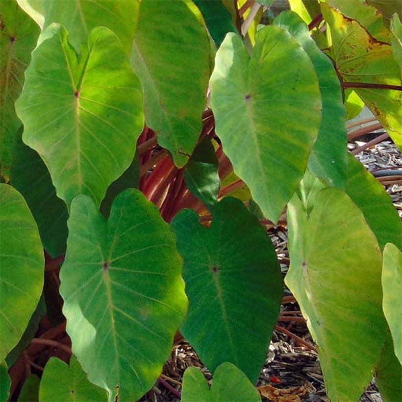 Colocasia Pink China (Follaje)