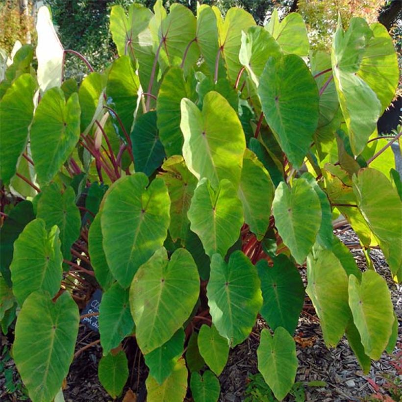 Colocasia Pink China (Porte)