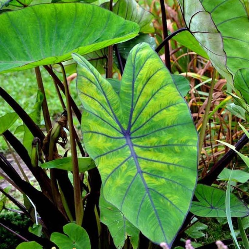 Colocasia Blue hawaii (Follaje)