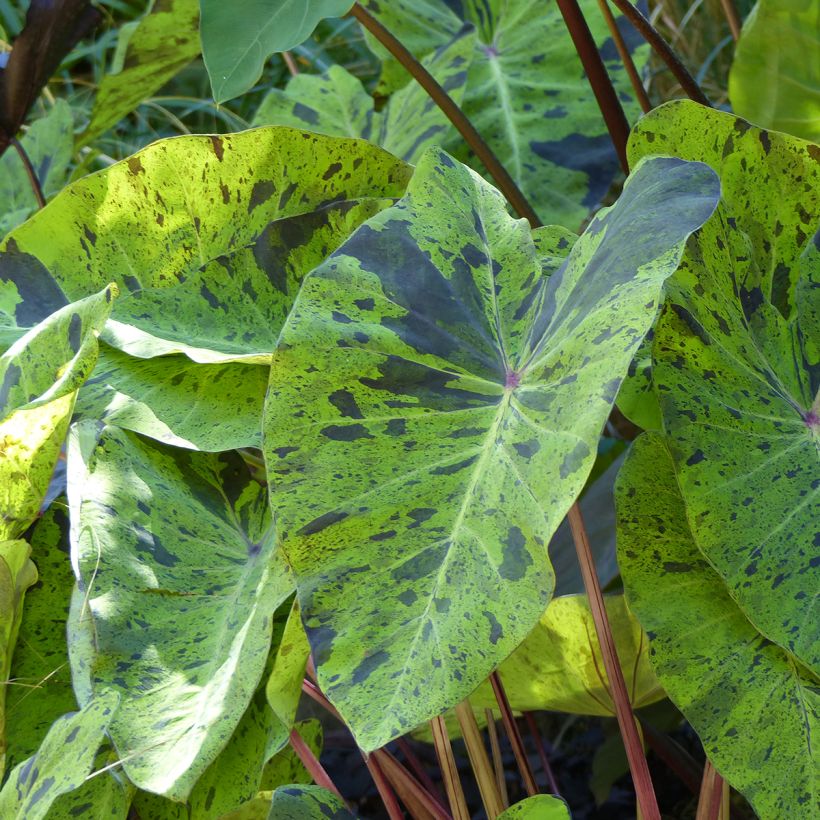 Colocasia esculenta Mojito (Follaje)