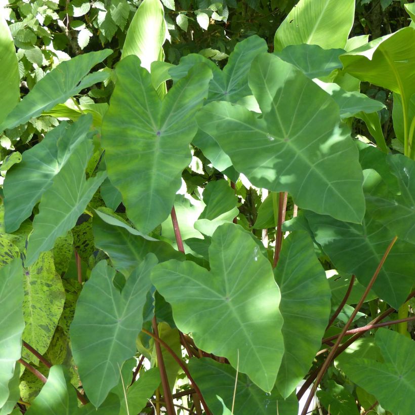 Colocasia esculenta (Follaje)