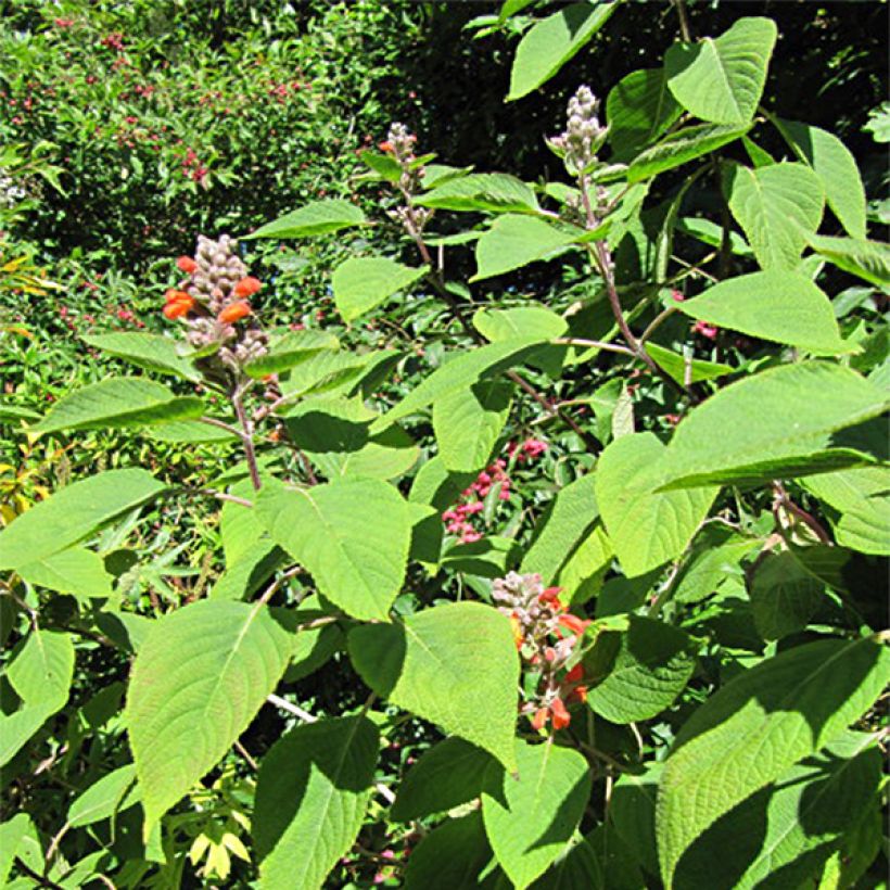 Colquhounia coccinea (Follaje)