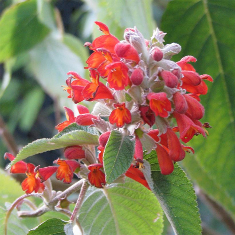 Colquhounia coccinea (Floración)