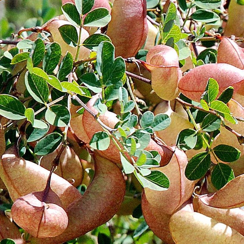 Colutea arborescens - Espantalobos (Follaje)