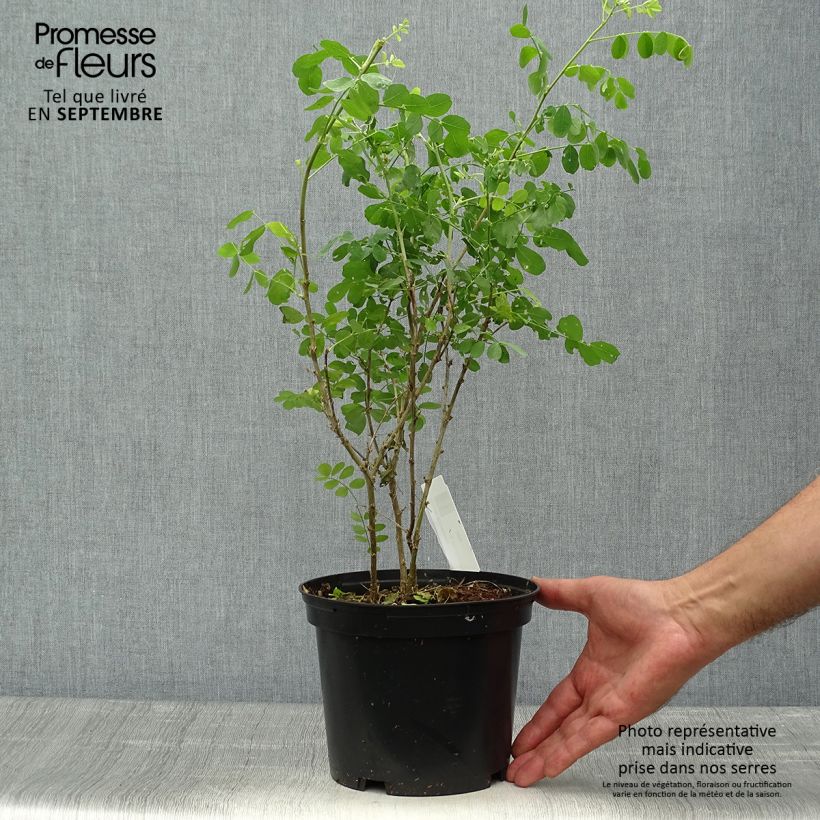 Ejemplar de Colutea arborescens en pot de 2/3L- Baguenaudier entregado en otoño