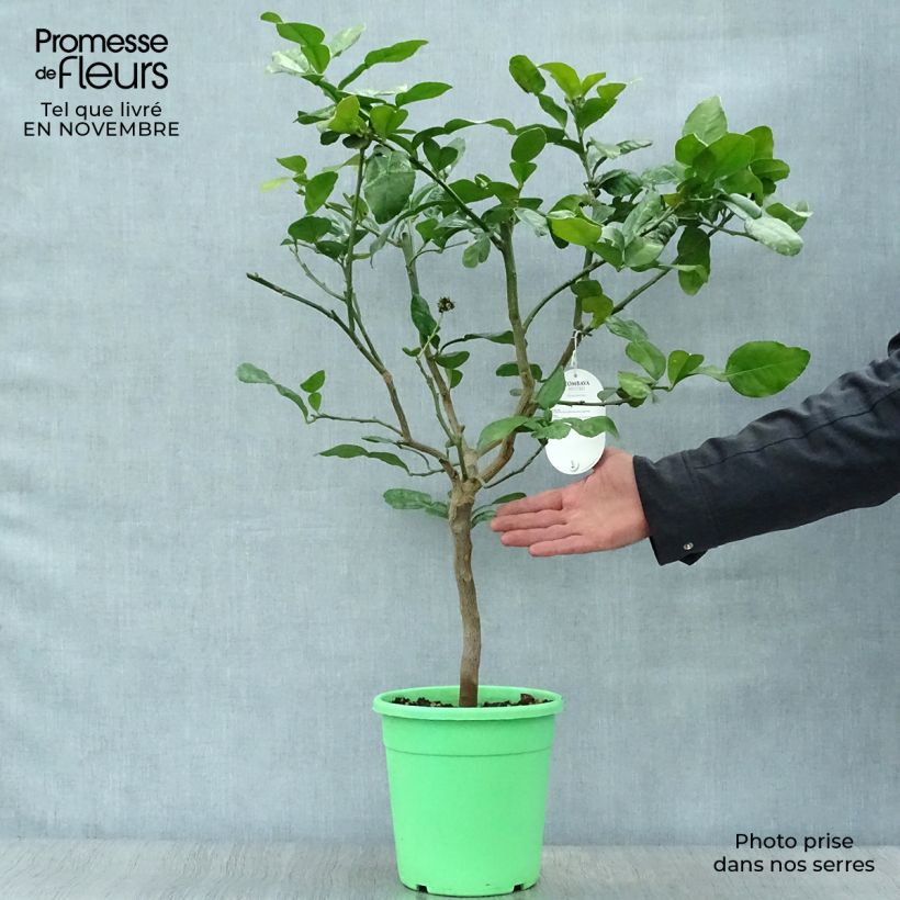 Ejemplar de Combawa - Citrus hystrix en pot de 3L entregado en otoño