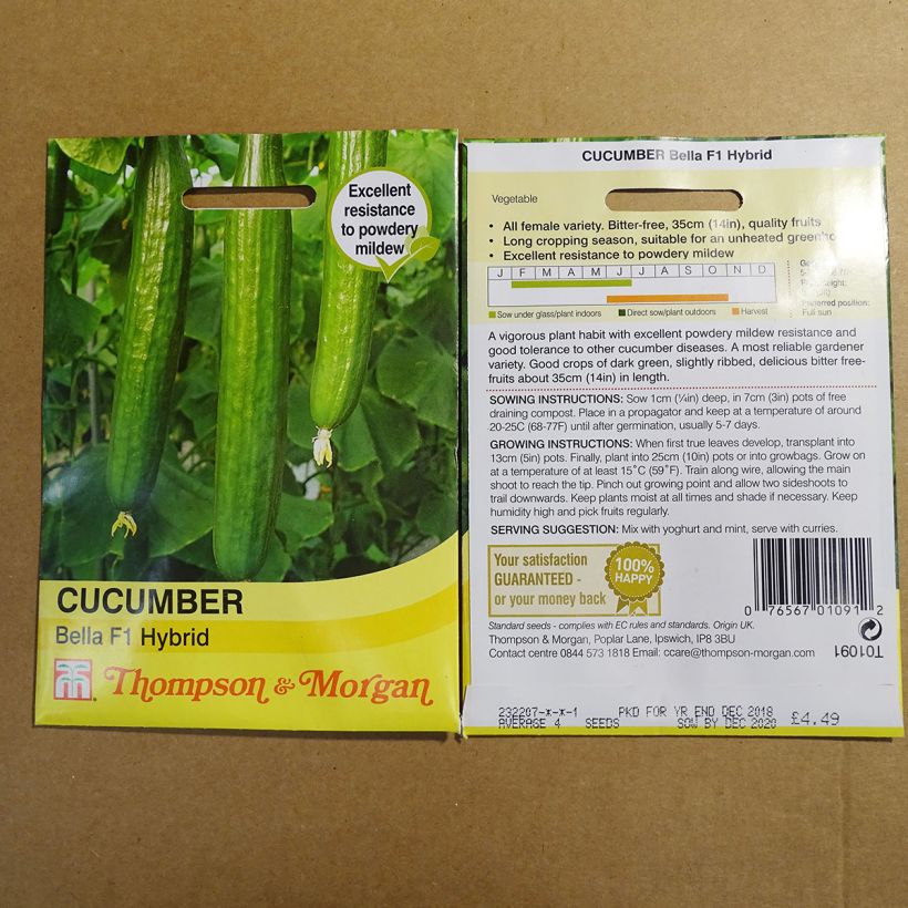 Ejemplo de ejemplar de Concombre Bella F1 - Cucumis sativus Graines tal y como se entrega