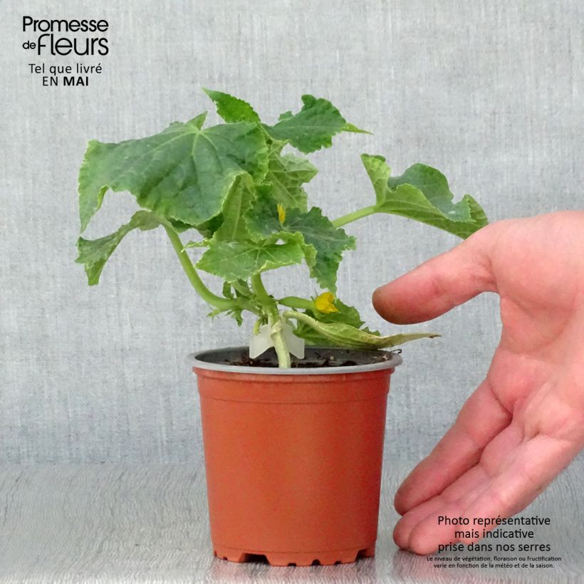 Concombre Gynial F1 en plants GREFFES en pot de 10,5 cm Ejemplar entregado en la primavera