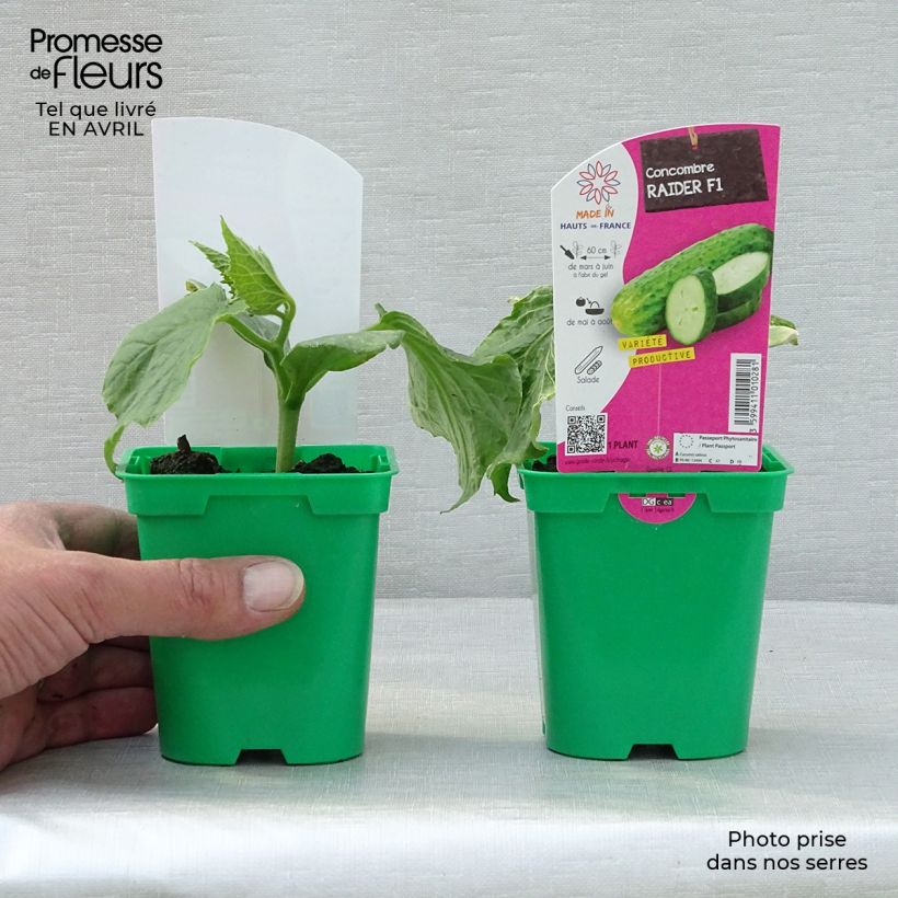 Concombre Raider F1 en plants Pot de 10 cm/11cm Ejemplar entregado en la primavera