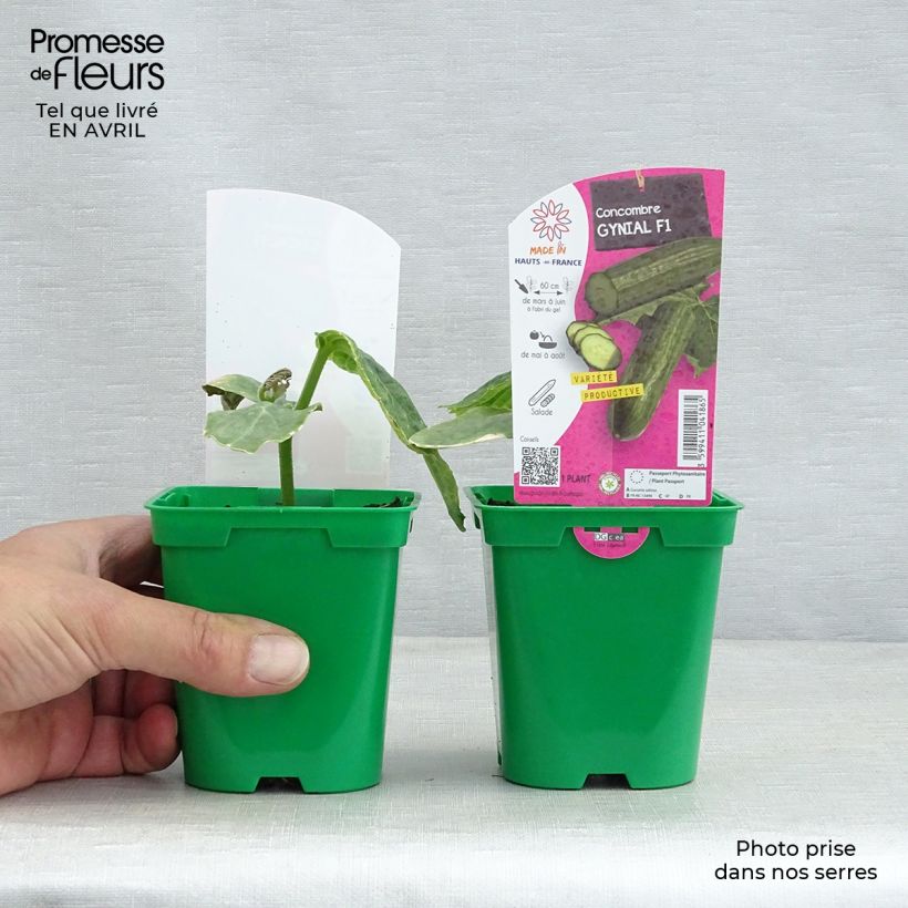 Concombre long Gynial F1 en pot de 10 cm Ejemplar entregado en la primavera