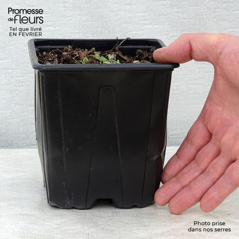 Consoude - Symphytum azureum en pot de 2/3L Ejemplar entregado en invierno