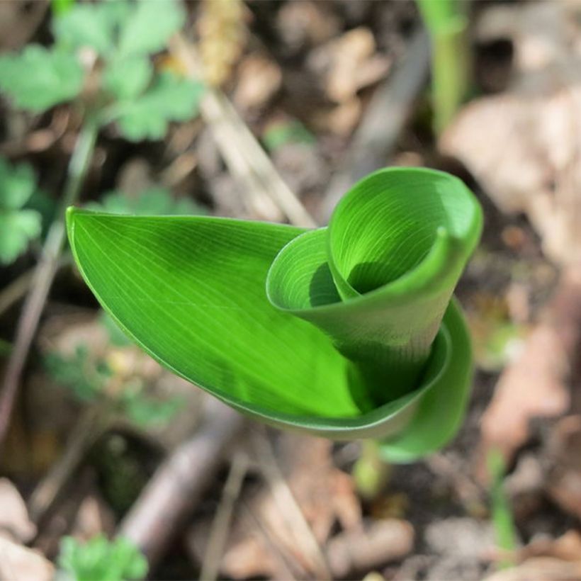 Convallaria majalis Flore Pleno - Lirio de los valles (Follaje)