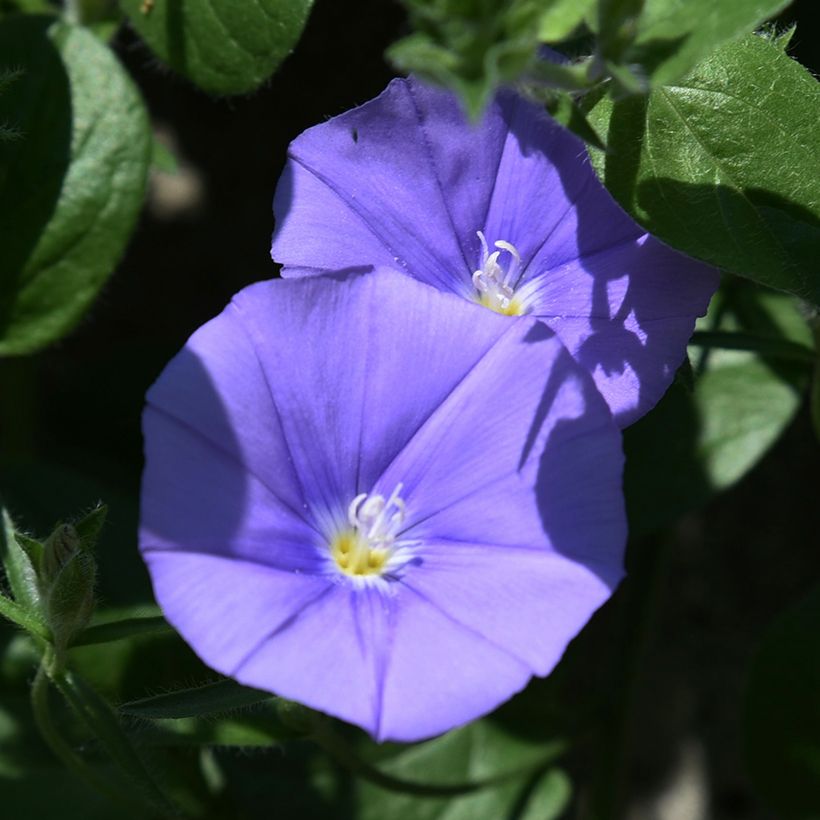 Convolvulus sabatius New Blue Moon (Floración)