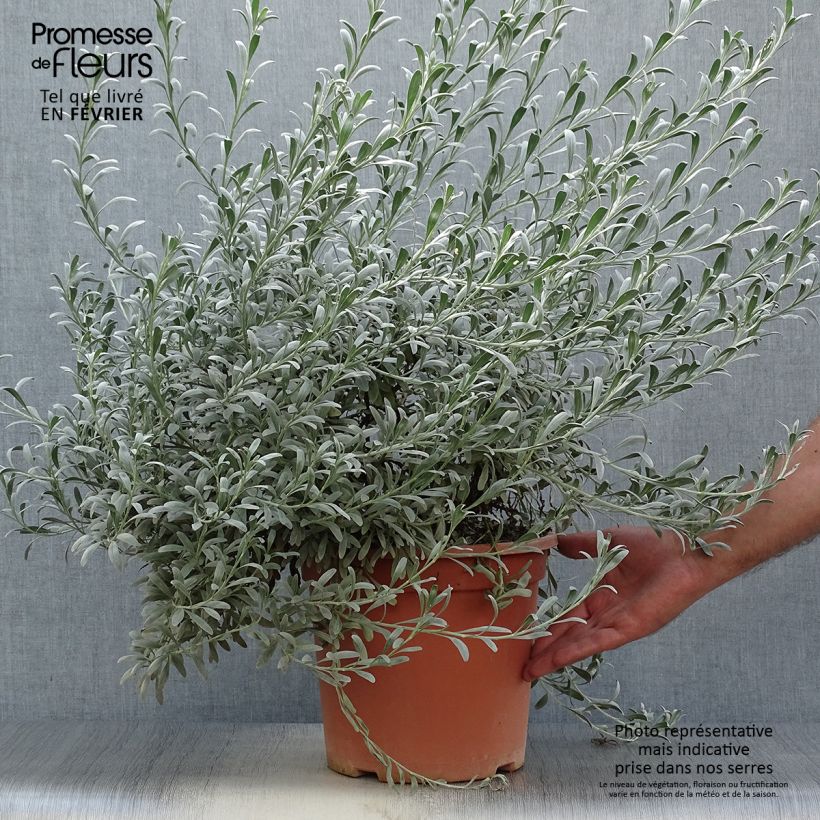 Ejemplar de Convolvulus cneorum en pot de 7.5L/10L entregado en otoño