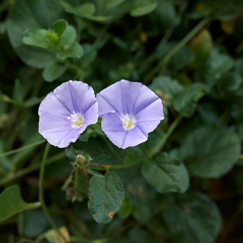 Convolvulus sabatius - Campanilla azul (Floración)