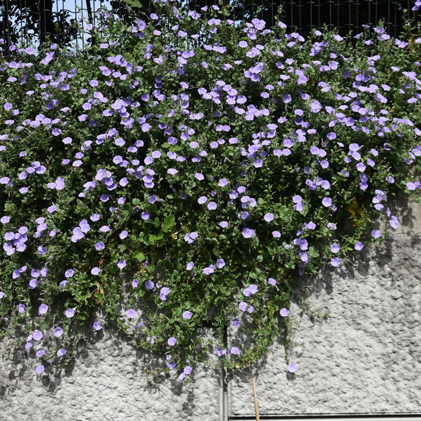 Convolvulus sabatius - Campanilla azul (Porte)