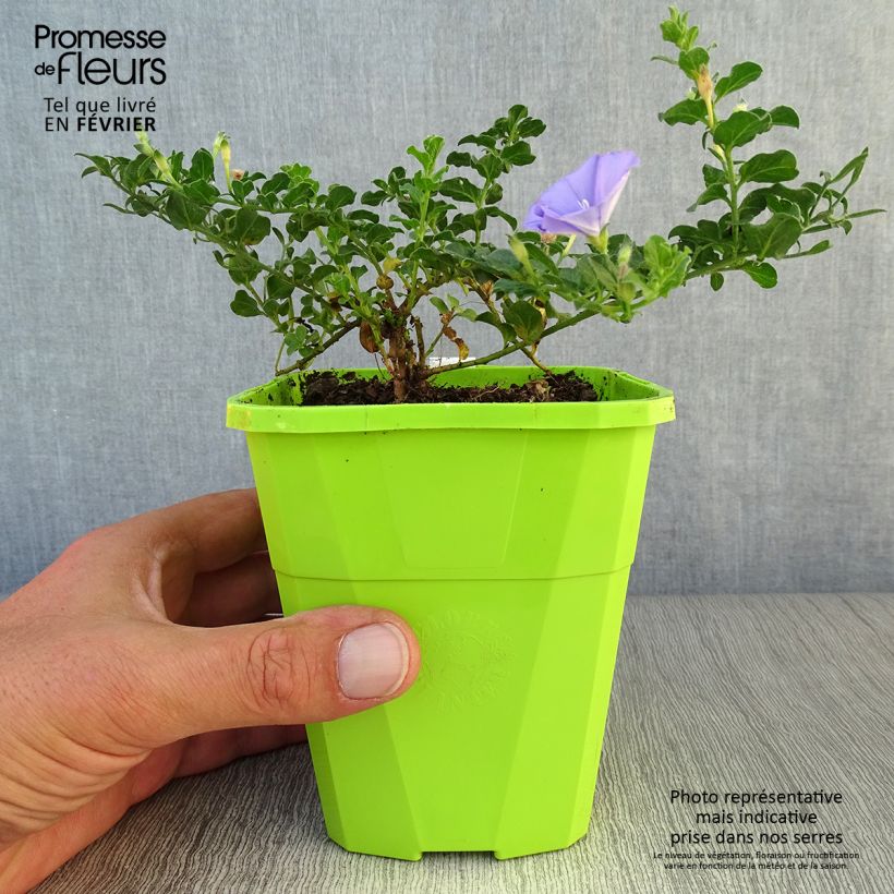 Ejemplar de Convolvulus sabatius Maroccan Beauty en pot de 1.5L entregado en otoño