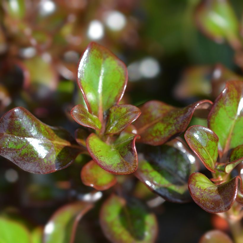 Coprosma Chocolate Soldier (Follaje)