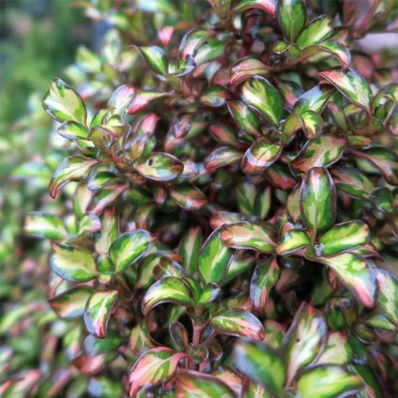 Coprosma Evening Glow (Follaje)