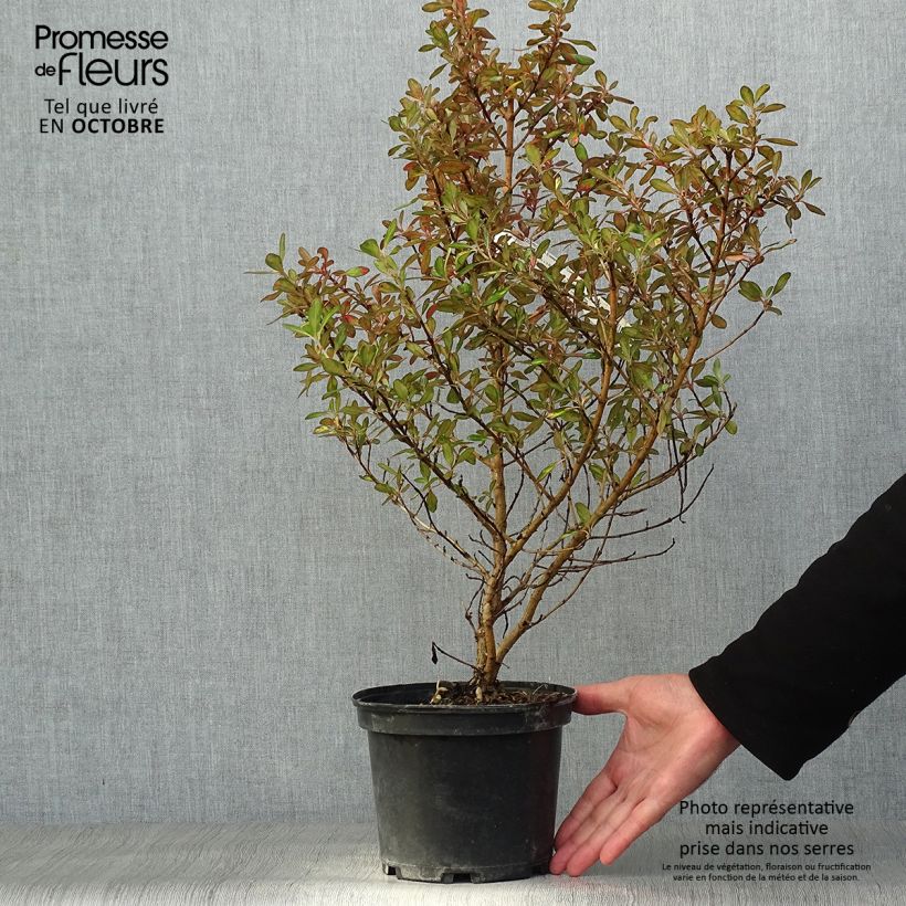 Ejemplar de Coprosma Evening Glow Pot de 2L/3L entregado en otoño