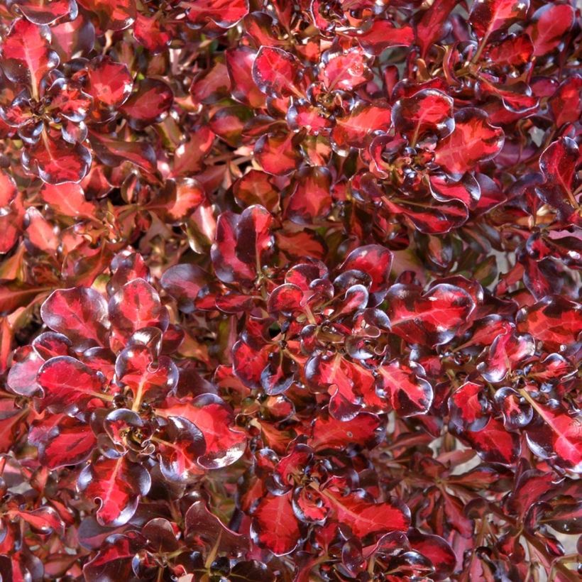 Coprosma Pacific Sunset (Follaje)