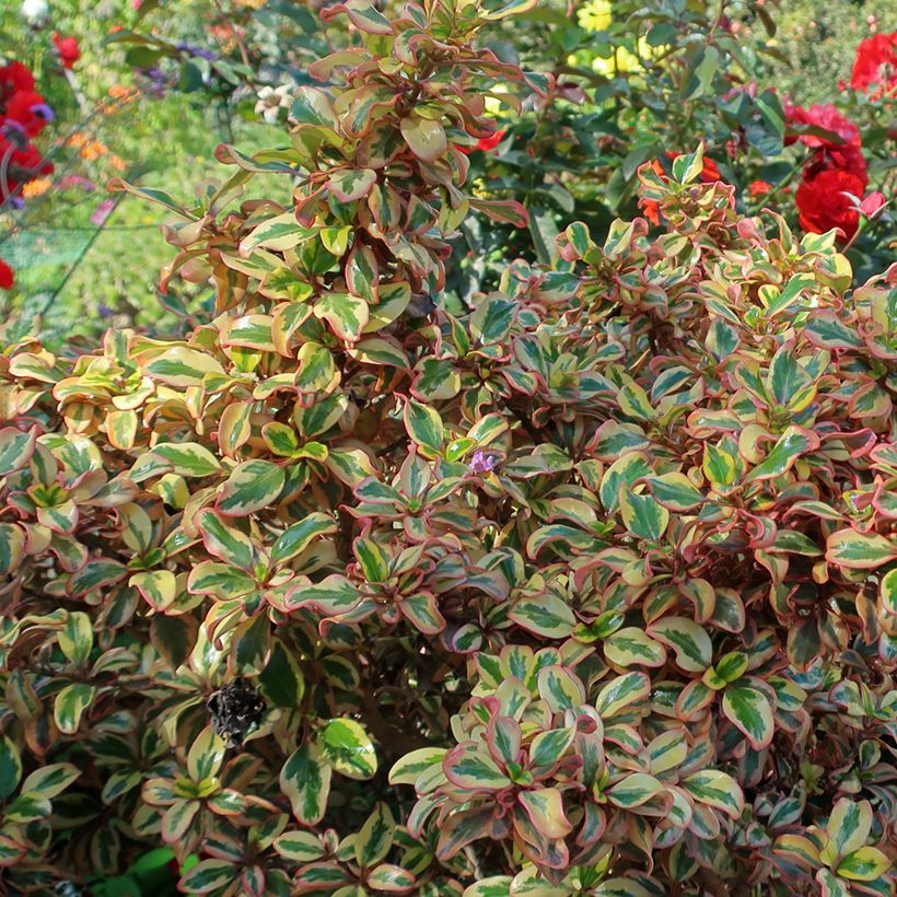 Coprosma repens Pink Splendor (Follaje)