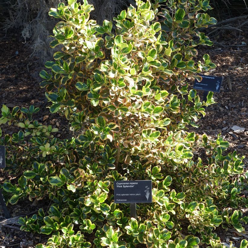 Coprosma repens Pink Splendor (Porte)