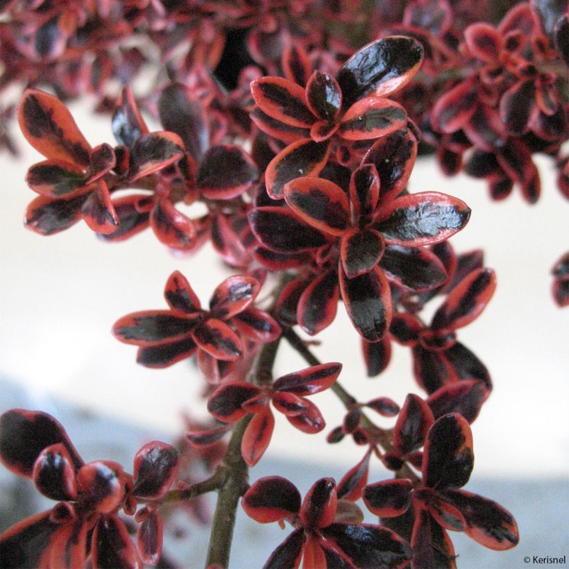 Coprosma repens Fire Burst (Follaje)