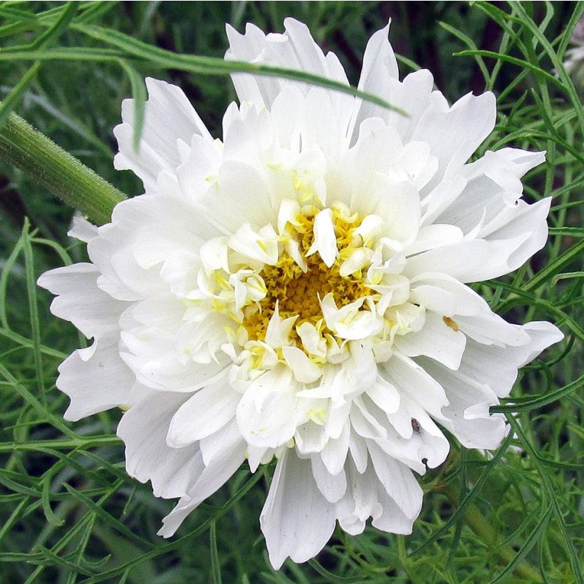 Cosmos bipinnatus Double Click Snow Puff (Floración)