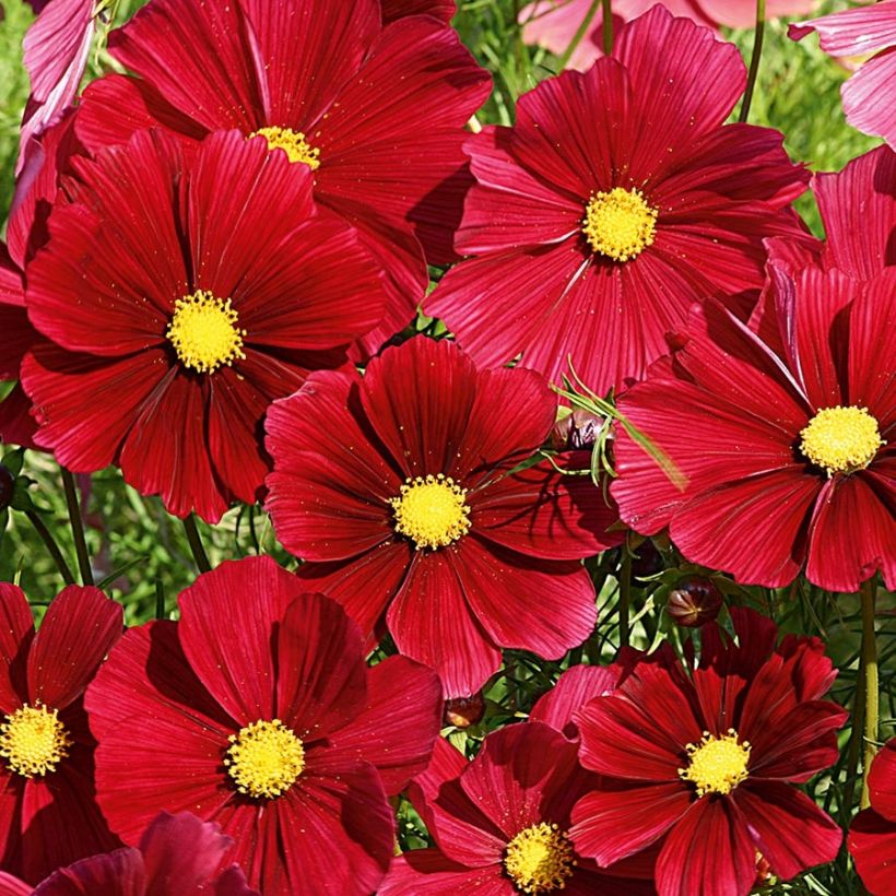 Cosmos bipinnatus Rubenza Red Carmin (Floración)