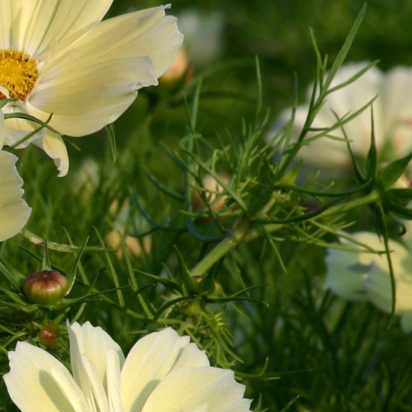 Cosmos bipinnatus Xanthos (Follaje)