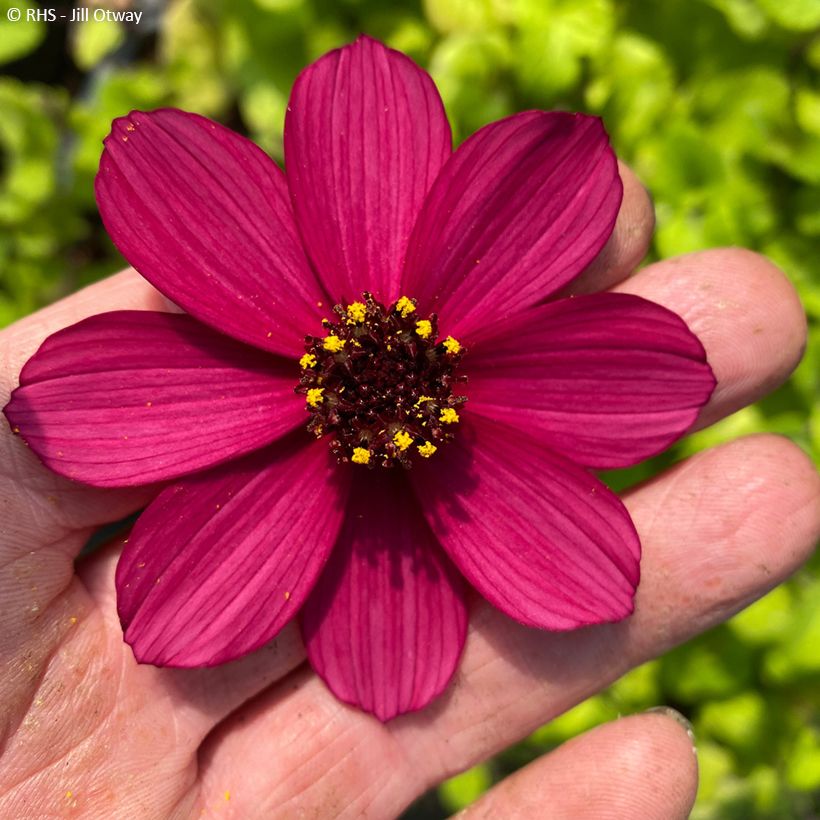 Cosmos atrosanguineus Cherry Chocolate (Floración)