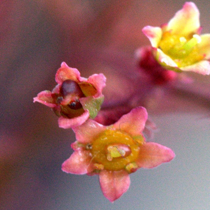 Cotinus Grace - Árbol de las pelucas (Floración)