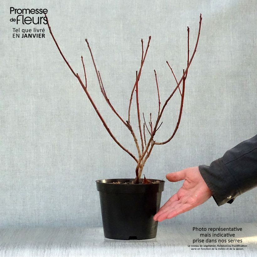 Cotinus Grace - Arbre à perruque en pot de 3,5L Ejemplar entregado en invierno