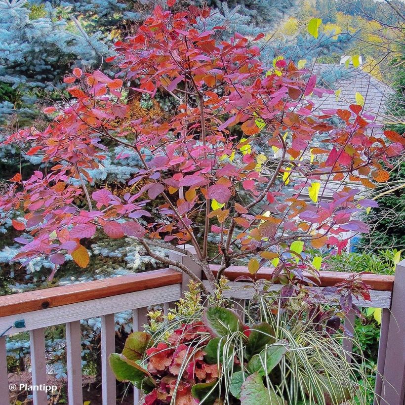 Árbol de las pelucas Old Fashioned - Cotinus coggygria (Porte)